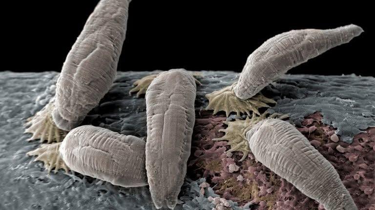 Lenke til artikkel: Bekjempelse av lakseparasitten Gyrodactylus salaris