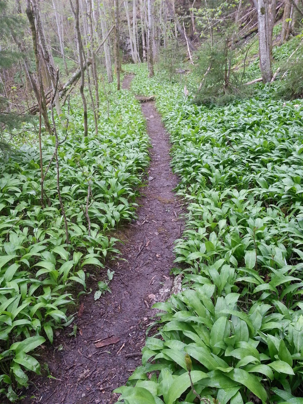 Smal sti gjennom grønne planter - Klikk for stort bilde