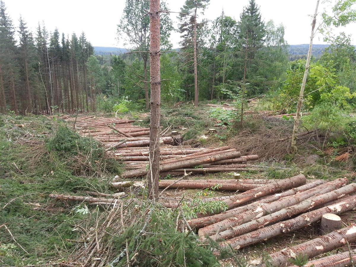 Tømmer  - Klikk for stort bilde